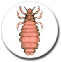 1. Insecto que vive sujeto al cabello y allí pone sus huevos. Se alimenta chupando la sangre del hombre.