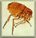 2. Insecto que carece de alas y se desplaza dando grandes saltos. Se alimenta de sangre y algunas parasitan a los humanos.