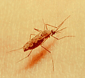 Mosquito Anópheles, transmite la Malaria