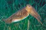 Calamar, molusco cefalópodo