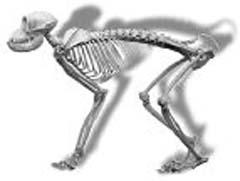 Esqueleto de un primate