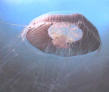 Filum Cnidarios, medusas