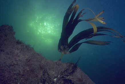 Laminaria es un alga muy común en nuestras costas