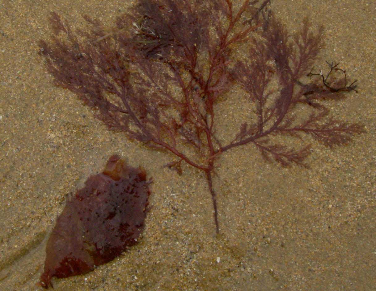 Dos especies distintas de algas rojas. Imagen: De Mier y Leva.