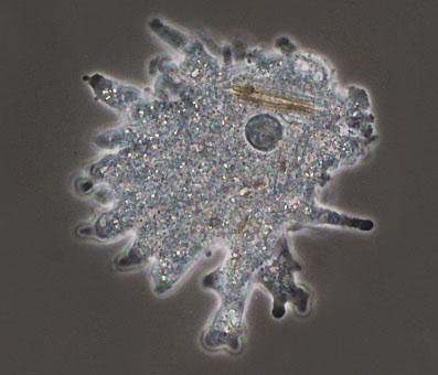 Las amebas emiten pseudópodos