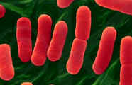 Los bacilos son bacterias alargadas