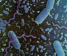 Distintos tipos de bacterias