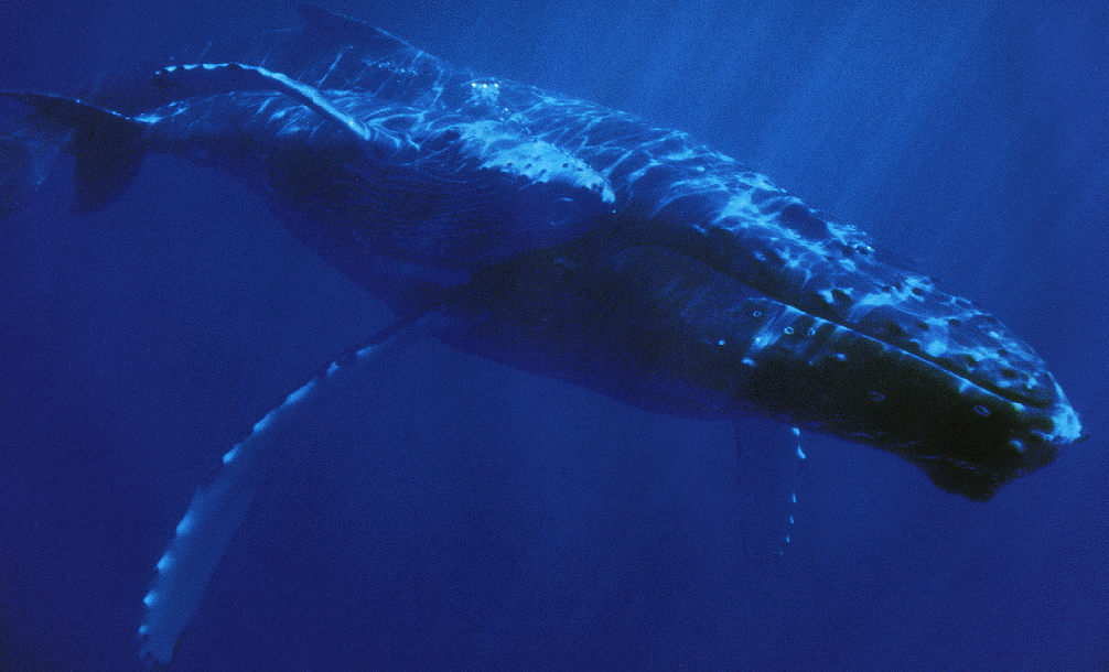 Las ballenas son mamíferos cetáceos.