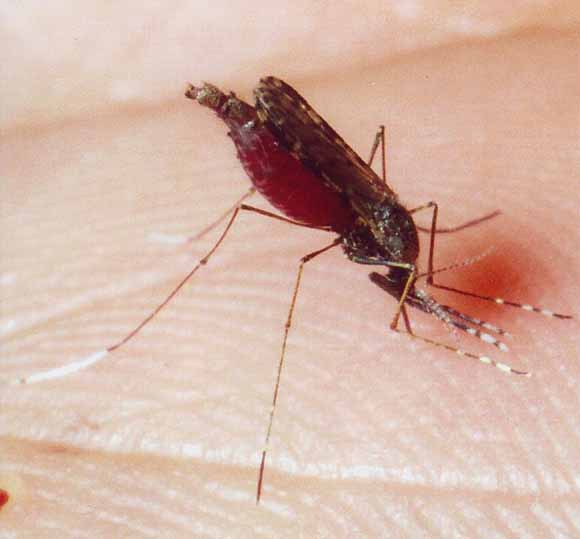 Este mosquito puede transmitir el paludismo
