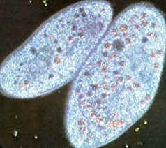 Los protozoos ciliados se desplazan moviendo sus cilios