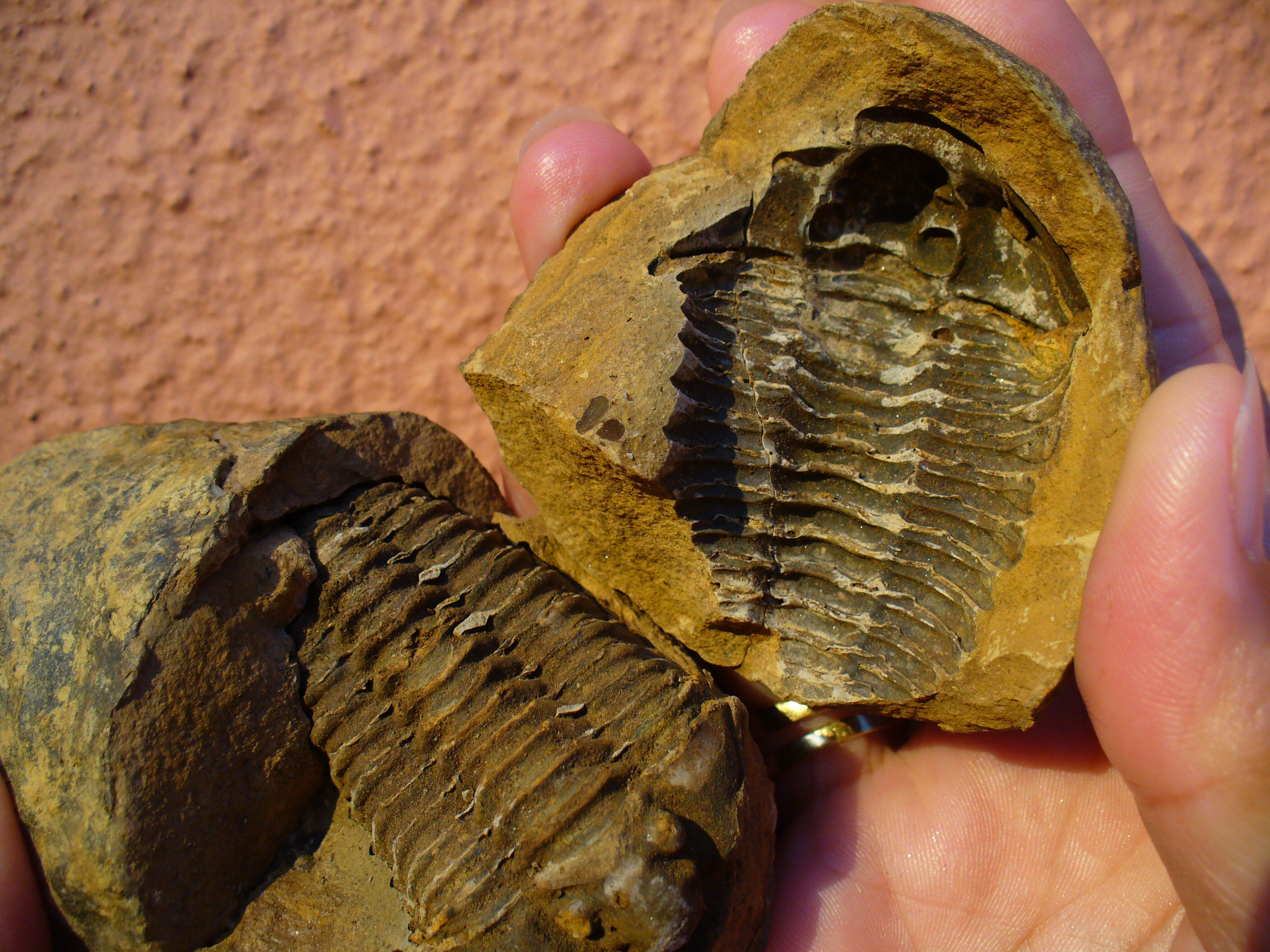 Fósil de Trilobites y su huella en la roca donde se formó. Imagen De Mier y Leva.