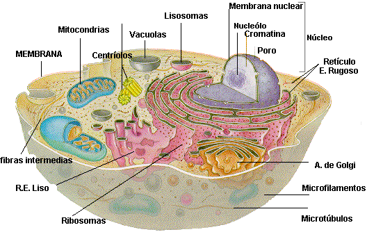 celula procariota estructura. Célula eucariota