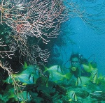 corales.jpg