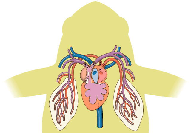 La sangre oxigenada se mezcla en el ventrculo con la sangre que no est oxigenada