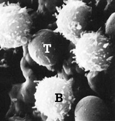 Linfocitos T y B