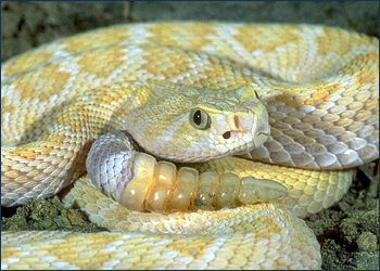 Algunas serpientes tienen glndulas con veneno. El veneno es inyectado utilizando los dientes.