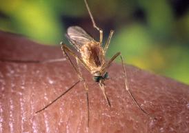 El mosquito posee un estilete especial para poder atravesar la piel y chupar sangre.