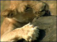 La poderosa musculatura, las garras y los afilados dientes hacen a una leona una excelente cazadora.