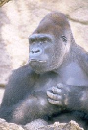El gorila es una animal ureotlico