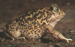 Las ranas poseen distintos tipos de riones, segn sean renacuajos o adultos. Ambos tipos son estructuras primitivas.