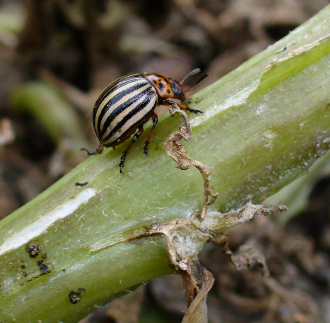 Escarabajo de la patata adulto. Imagen: De Mier y Leva.