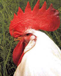 La cresta de un gallo est generada por un tejido conjuntivo muy desarrollado por la presencia de una hormona.