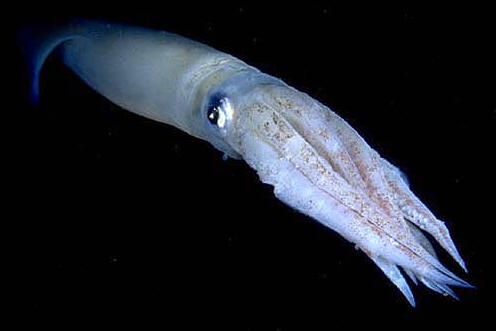 El sistema nervioso de cefalópodos, como el calamar, es el más evolucionado de los Moluscos