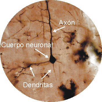 Partes de una neurona piramidal