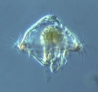 Larva trocófora