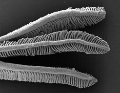 Estructura de las branquias de un pez vista al mciroscopio electrónico