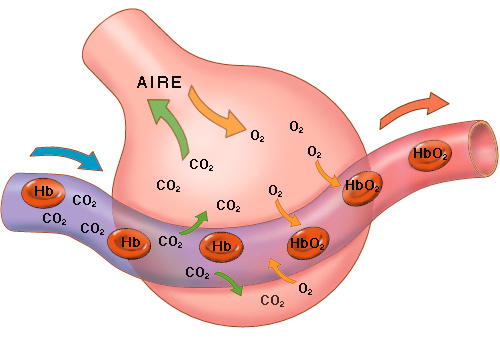 Intercambio de gases en un alveolo pulmonar
