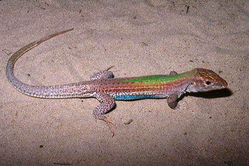 Los lagartos poseen piel con escamas