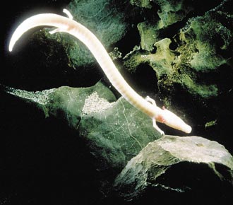 Proteus anguinus es un anfibio que en estado adulto posee branquias