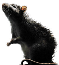 El fino olfato de las ratas permite reconocer, mediante su sistema nervioso, el alimento o el peligro