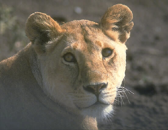 La aguda visión de una leona cazadora precisa de un sistema nervioso que procese lo observado