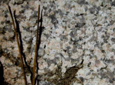 Roca magmática: granito  (fotografía de Juan Gabriel Morcillo y Teresa Pérez)