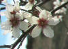 El almendro es una planta Coriptala, de la familia Rosaceae