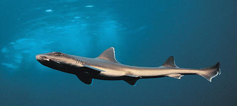 Cazón, un tipo de tiburón