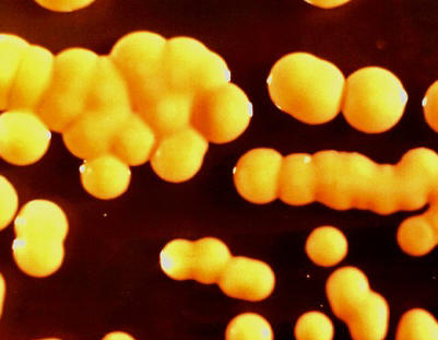 Coco, Staphilococcus aureus
