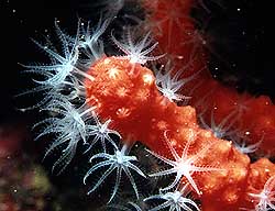 Cnidario, coral, perteneciente al Reino Animales