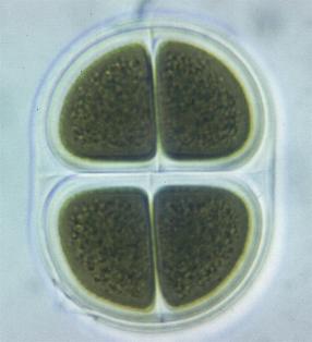 Chroococcus turigidus es un tipo de alga cianofcea