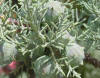 Cupressus arizonica es una confera de la familia de las Cupressaceas. Se observan los estrbilos, sin forma de pia.