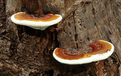 Ganoderma aplanatum es parásito de árboles