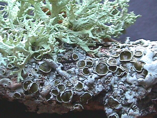 Los líquenes son el resultado de una relación simbiótica entre hongos y algas