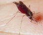 Los mosquitos presentan dos alas. Son del orden Diptera.
