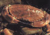 El buey de mar es un Decpodo que lleva el abdomen bajo el cefalotrax