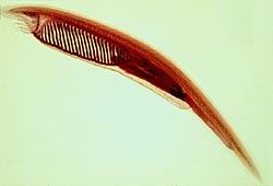El pez lanceta es un Cefalocordado, antecesor de los vertebrados. En la imagen se pueden apreciar las hendiduras branquiales