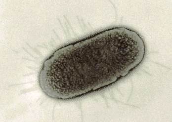 Bacilo, Escherichia coli