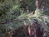 Cedrus deodara, es el cedro. Es una confera que pertenece a la familia Pinaceae.