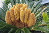 Cycas revoluta es una Cicadina que pertenece a la familia Cycadaceae. Es de las especies actuales ms primitivas.